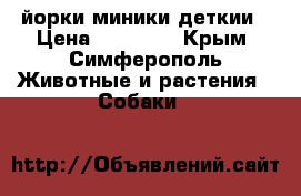 йорки миники деткии › Цена ­ 15 000 - Крым, Симферополь Животные и растения » Собаки   